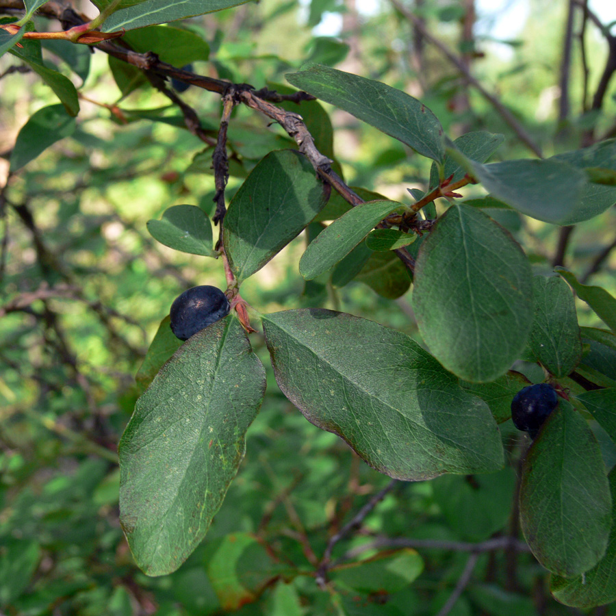 Image of Lonicera &times; subarctica specimen.