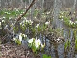 Lysichiton camtschatcensis