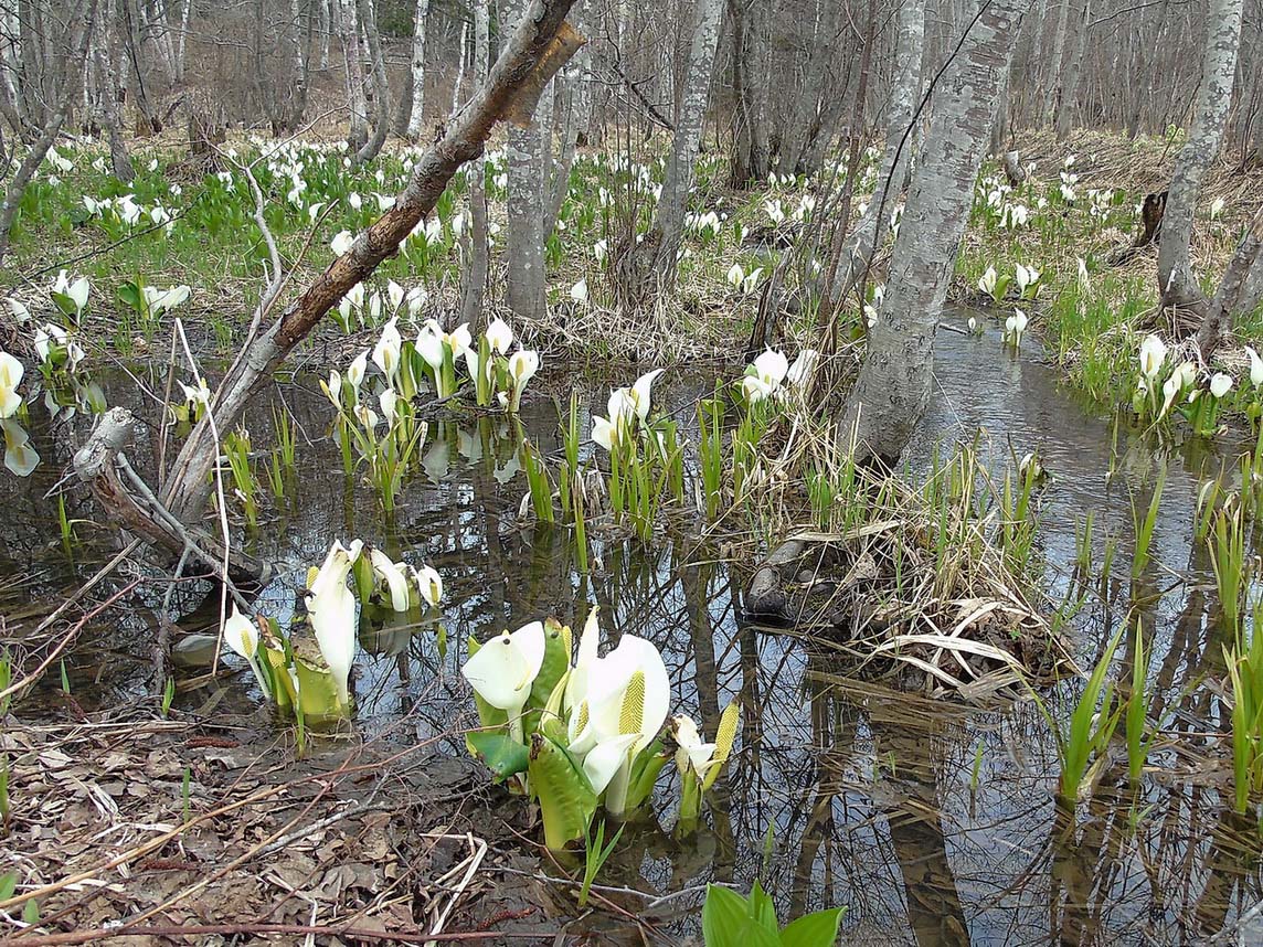 Image of Lysichiton camtschatcensis specimen.