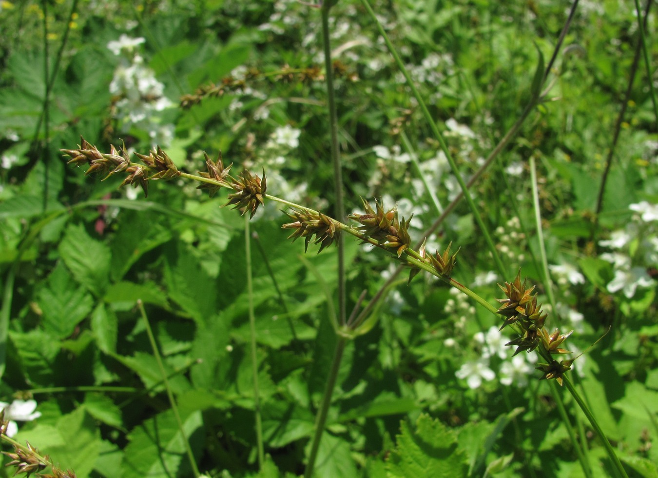 Image of Carex polyphylla specimen.