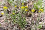 Alyssum trichostachyum. Цветущие растения. Грузия, г. Боржоми, Центральный парк Боржоми, берег р. Боржомула, лужайка. 01.05.2017.