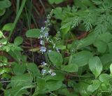 Veronica officinalis. Соцветия и листья. Московская обл., Раменский р-н, окр. ж.-д. платформы Хрипань, смешанный лес у ЛЭП. 04.07.2017.