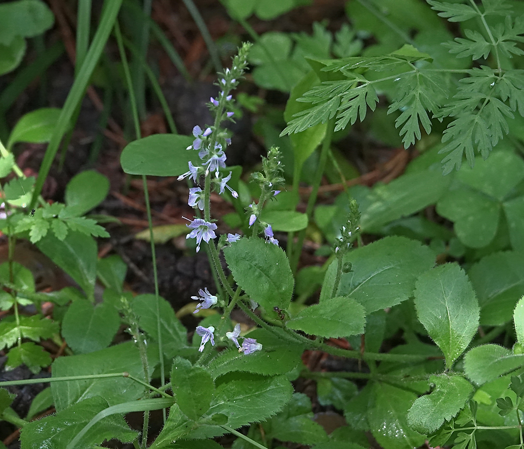 Image of Veronica officinalis specimen.