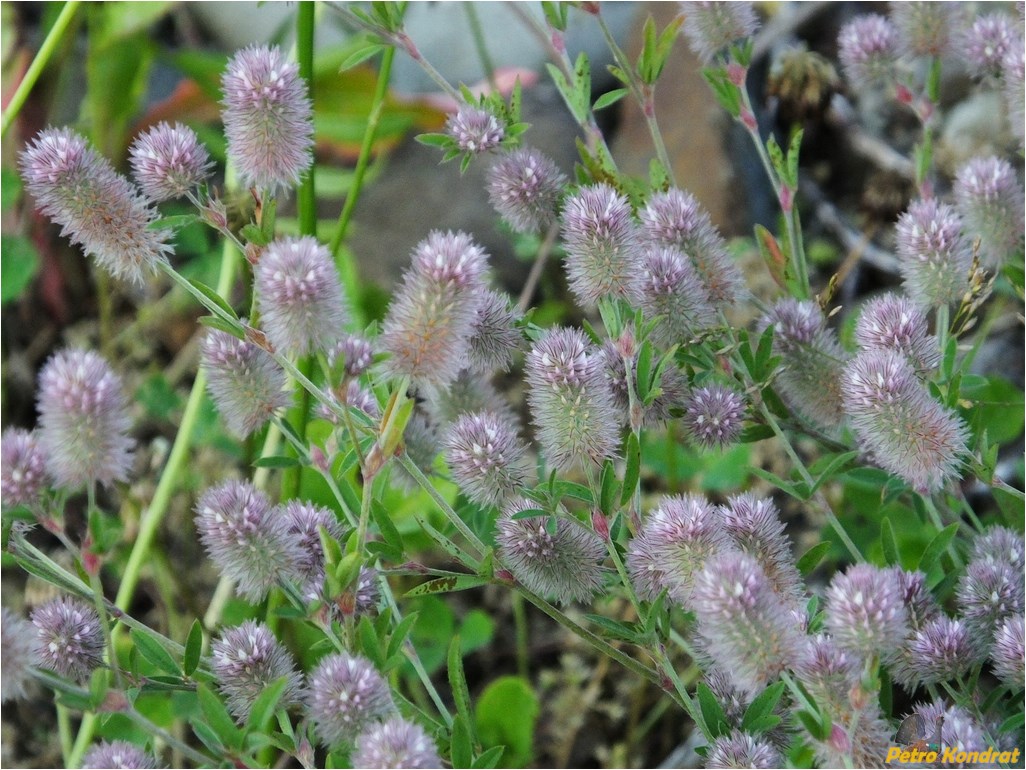 Image of Trifolium arvense specimen.