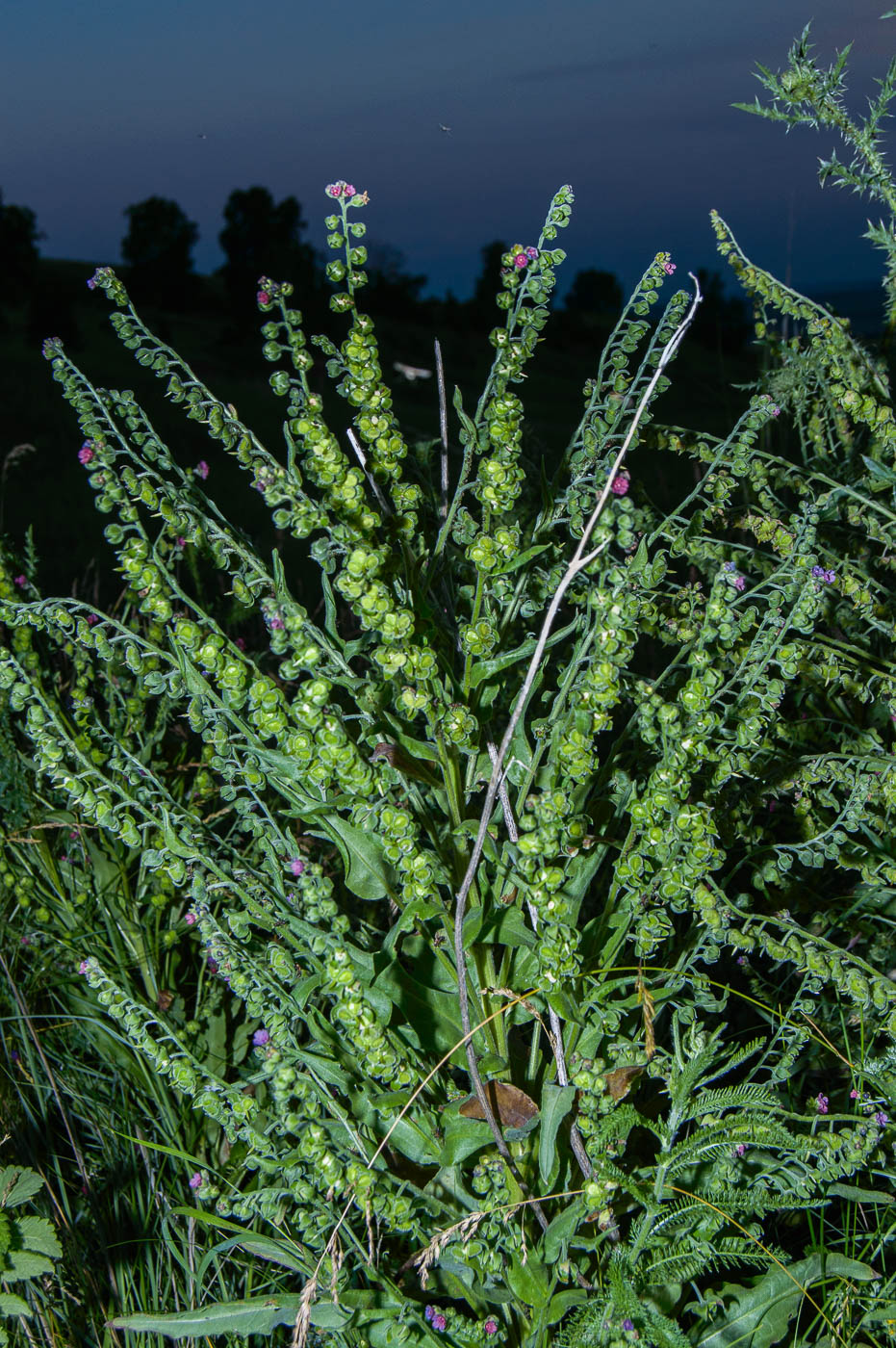 Image of Cynoglossum officinale specimen.