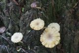 Lichenomphalia umbellifera