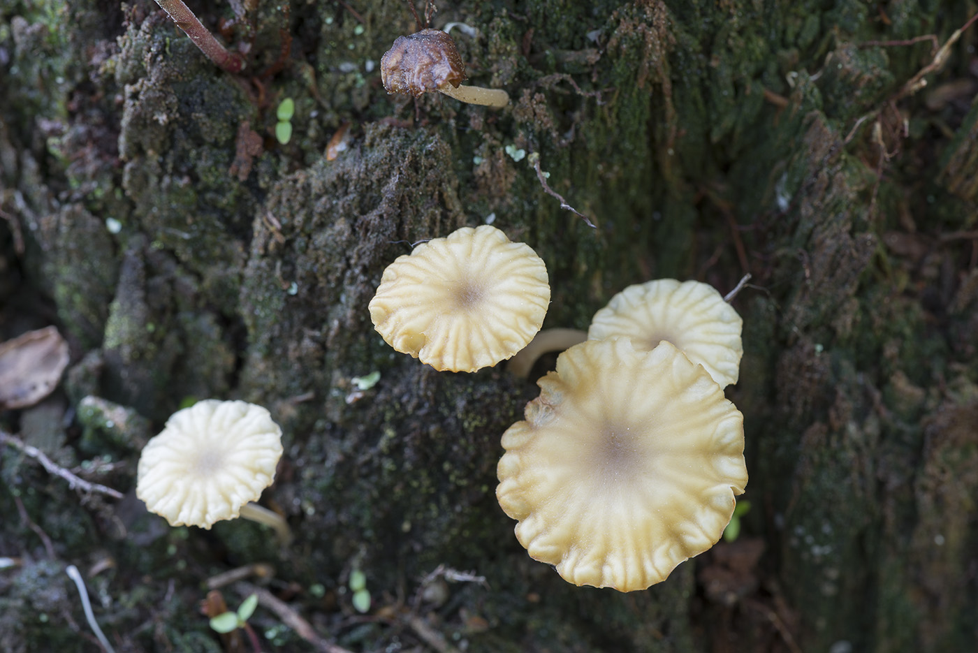 Image of Lichenomphalia umbellifera specimen.