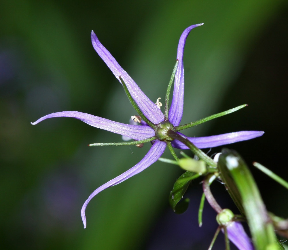 Image of Asyneuma japonicum specimen.