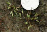 Juncus minutulus