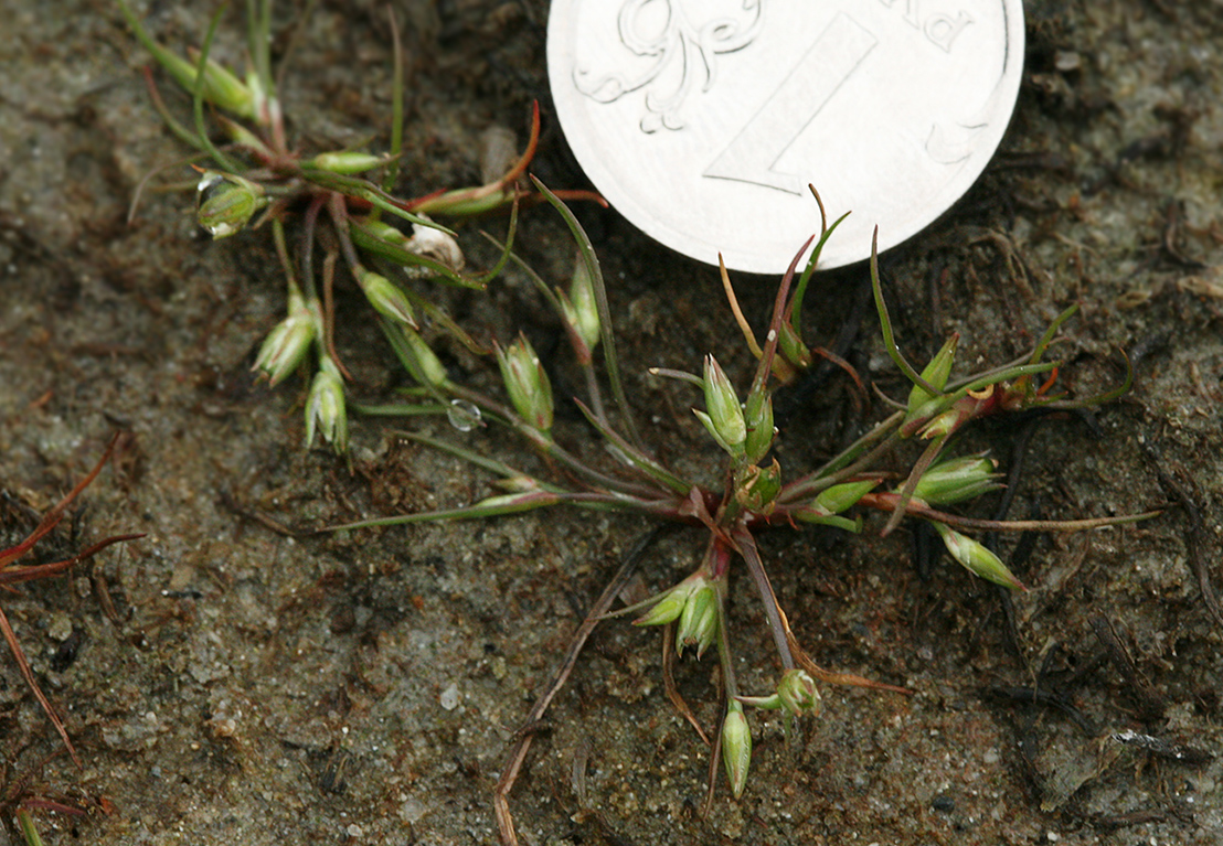 Изображение особи Juncus minutulus.