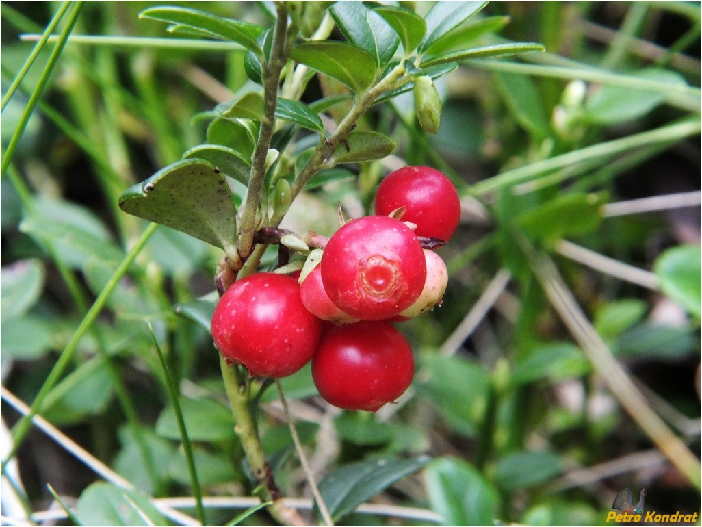 Image of Vaccinium vitis-idaea specimen.