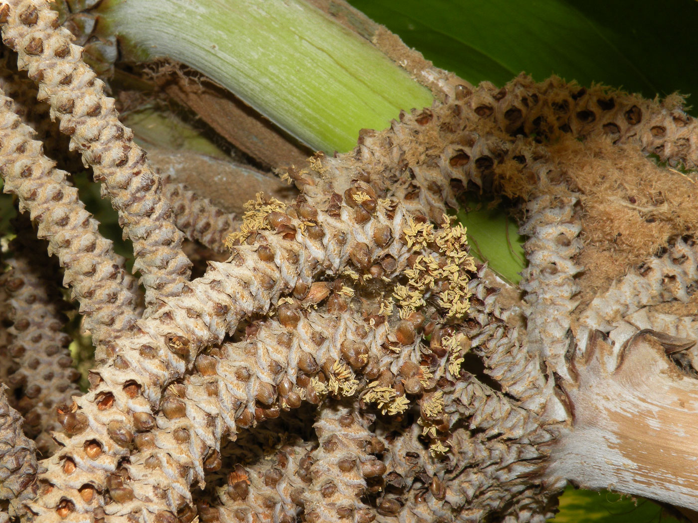 Image of Bismarckia nobilis specimen.