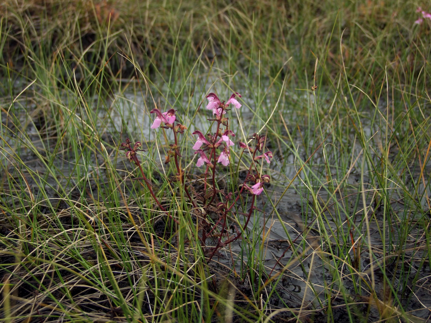 Image of Pedicularis adunca specimen.