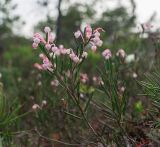 Andromeda polifolia. Верхушка цветущего растения. Томская обл., Парабельский р-н, Васюганское болото. 06.06.2017.