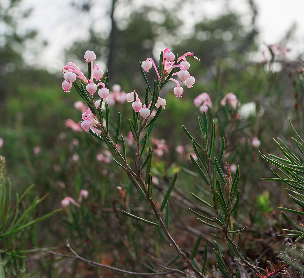 Image of Andromeda polifolia specimen.