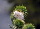 Carduus coloratus. Соцветие. Таджикистан, Фанские горы, ущелье Куликалон, ≈ 2700 м н.у.м., пойменная терраса на берегу озера. 04.08.2017.