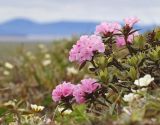 Rhododendron adamsii