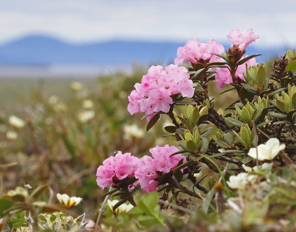 Image of Rhododendron adamsii specimen.