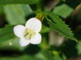 Gratiola officinalis