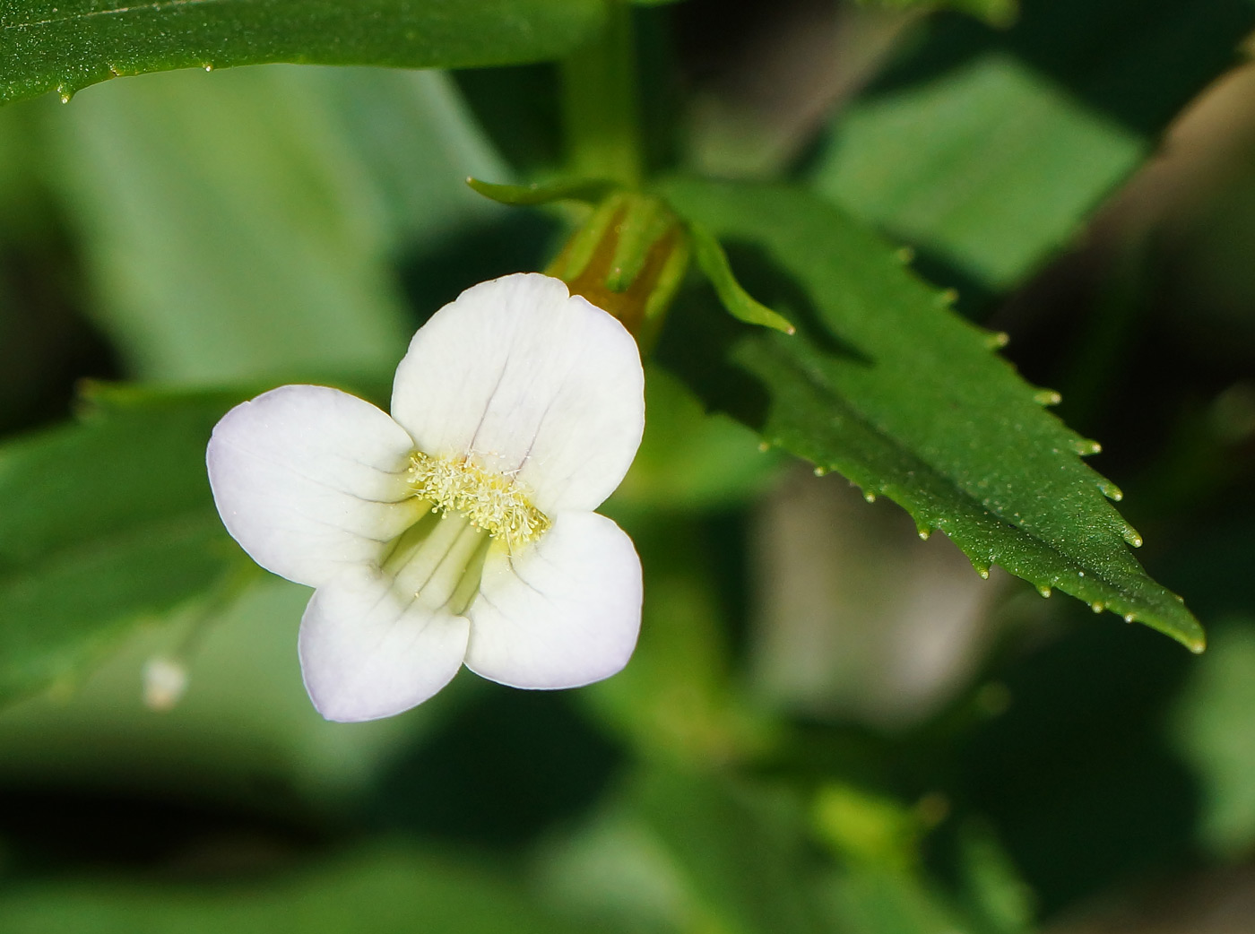 Изображение особи Gratiola officinalis.