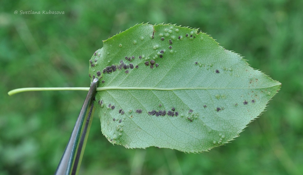 Изображение особи Pyrus ussuriensis.