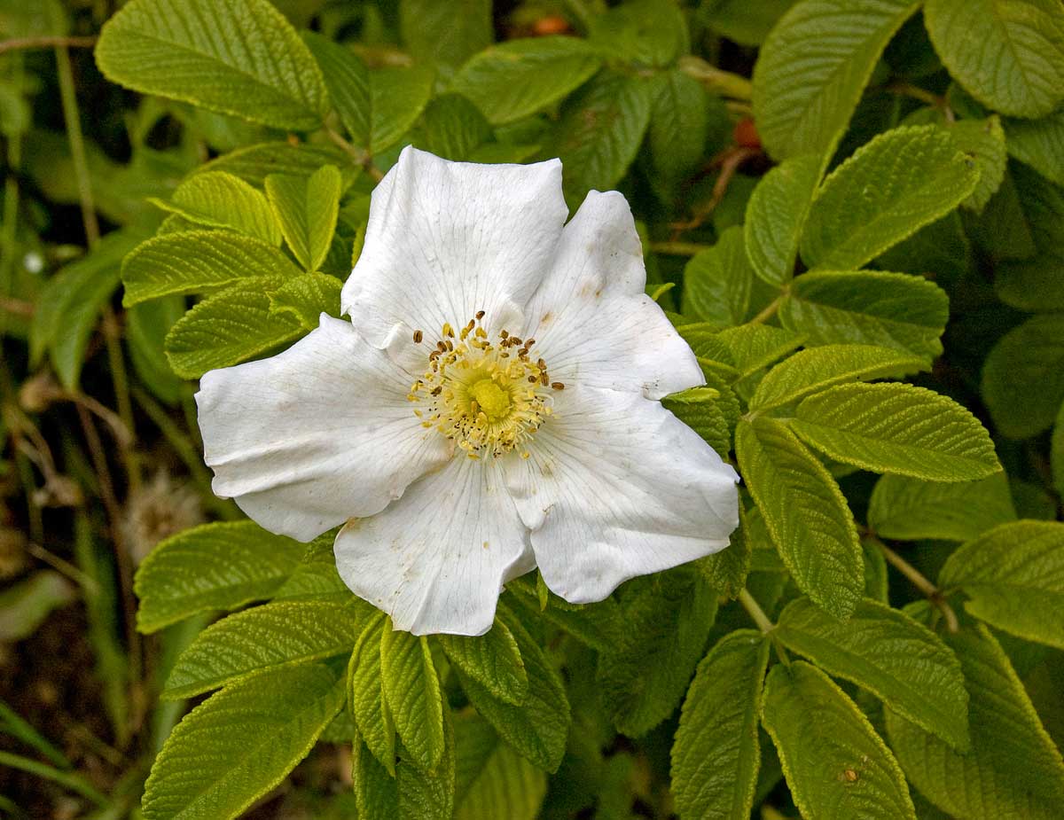 Image of Rosa rugosa specimen.