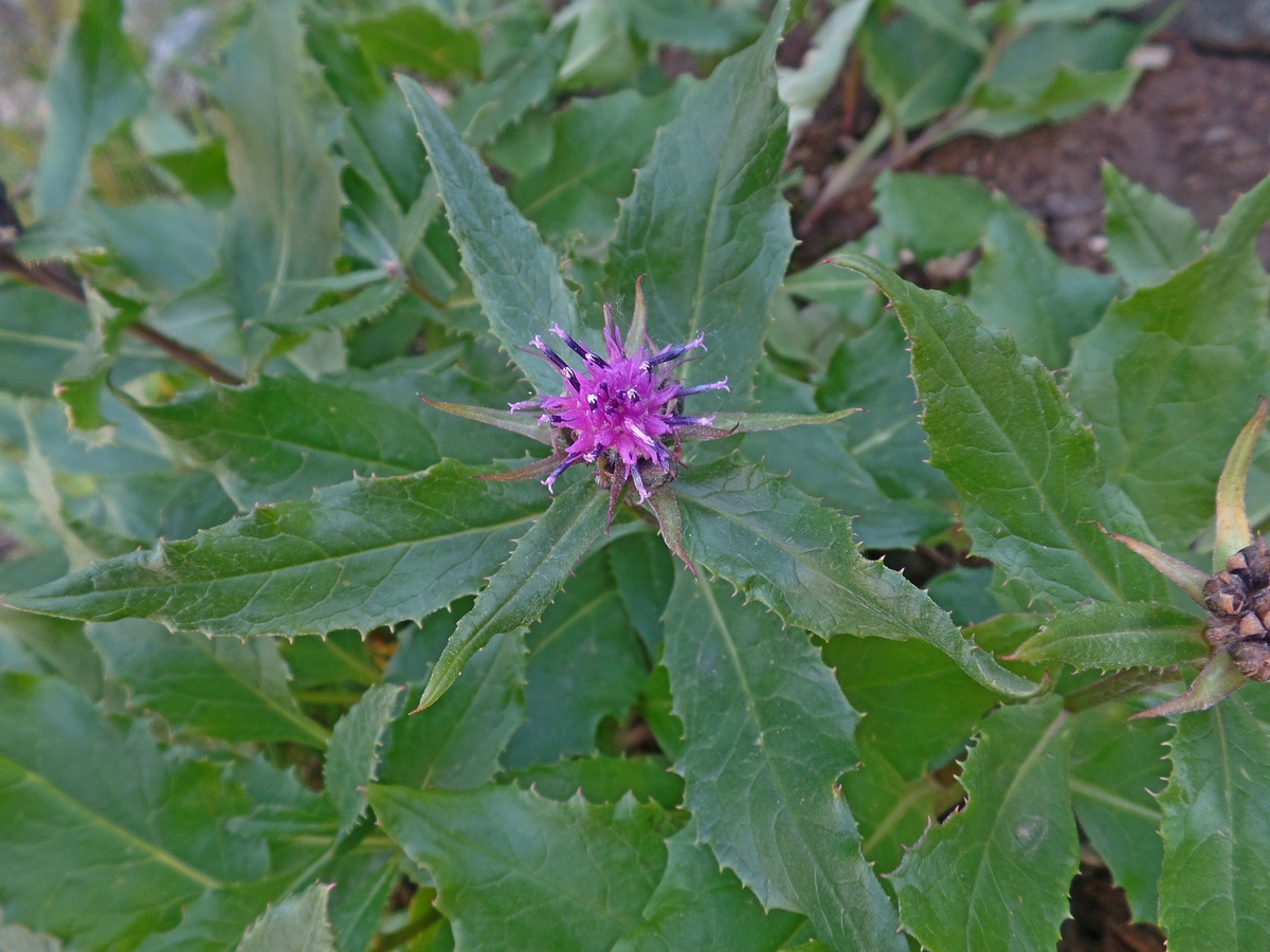 Image of Saussurea foliosa specimen.