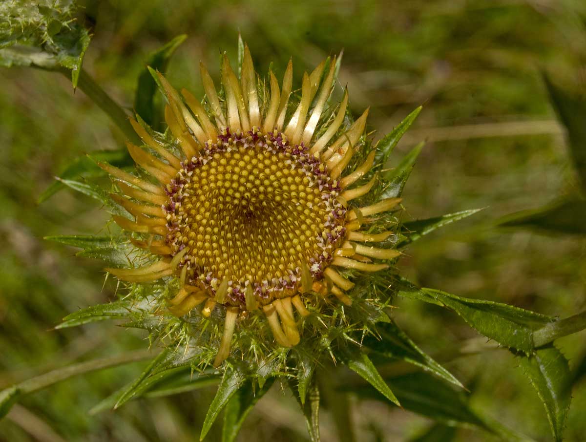 Изображение особи Carlina intermedia.