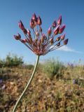 Allium inops