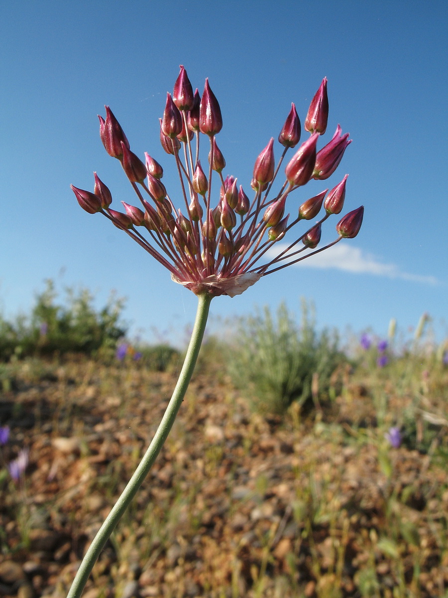 Image of Allium inops specimen.