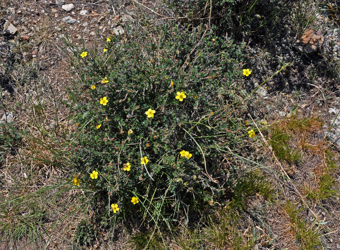 Image of Dasiphora fruticosa specimen.