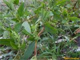 genus Chenopodium