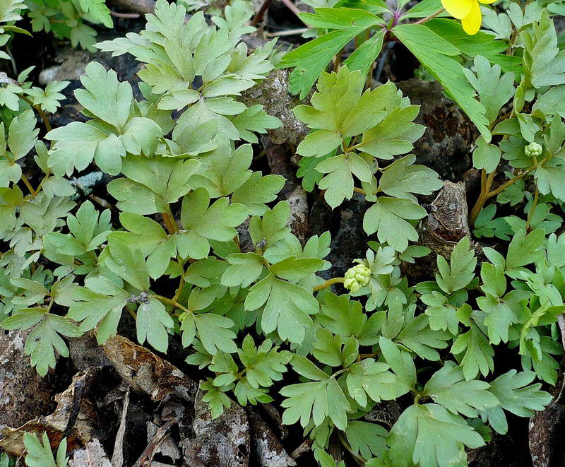 Image of Adoxa moschatellina specimen.