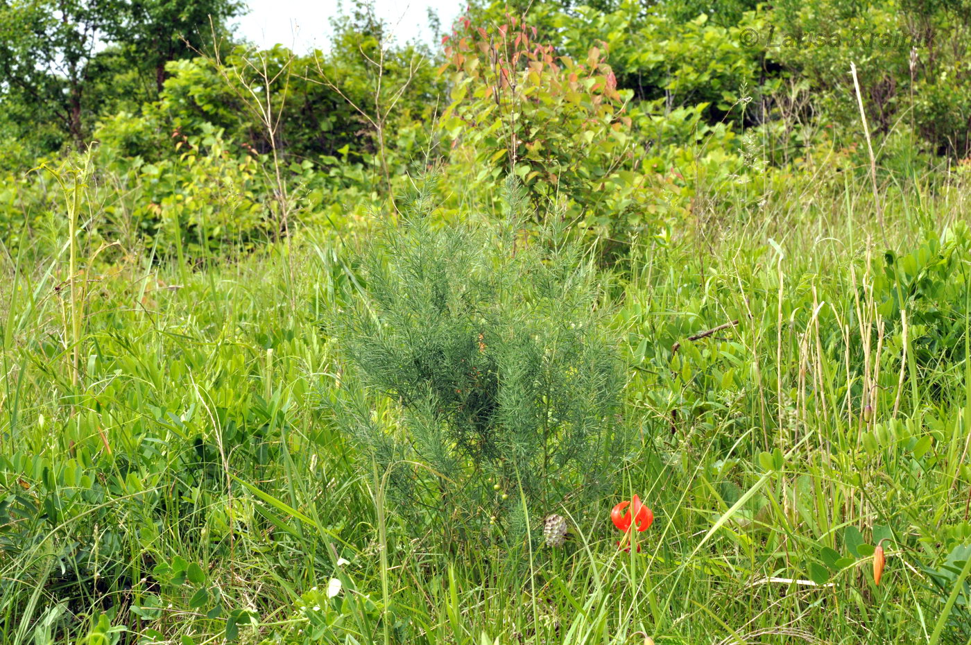 Image of Asparagus oligoclonos specimen.