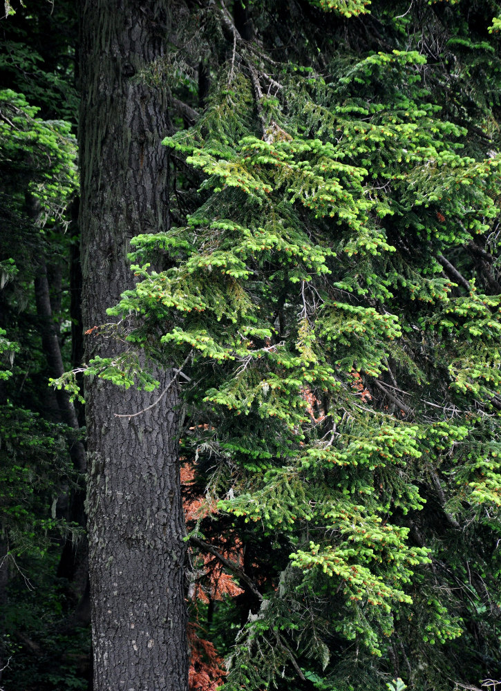 Image of Abies nordmanniana specimen.