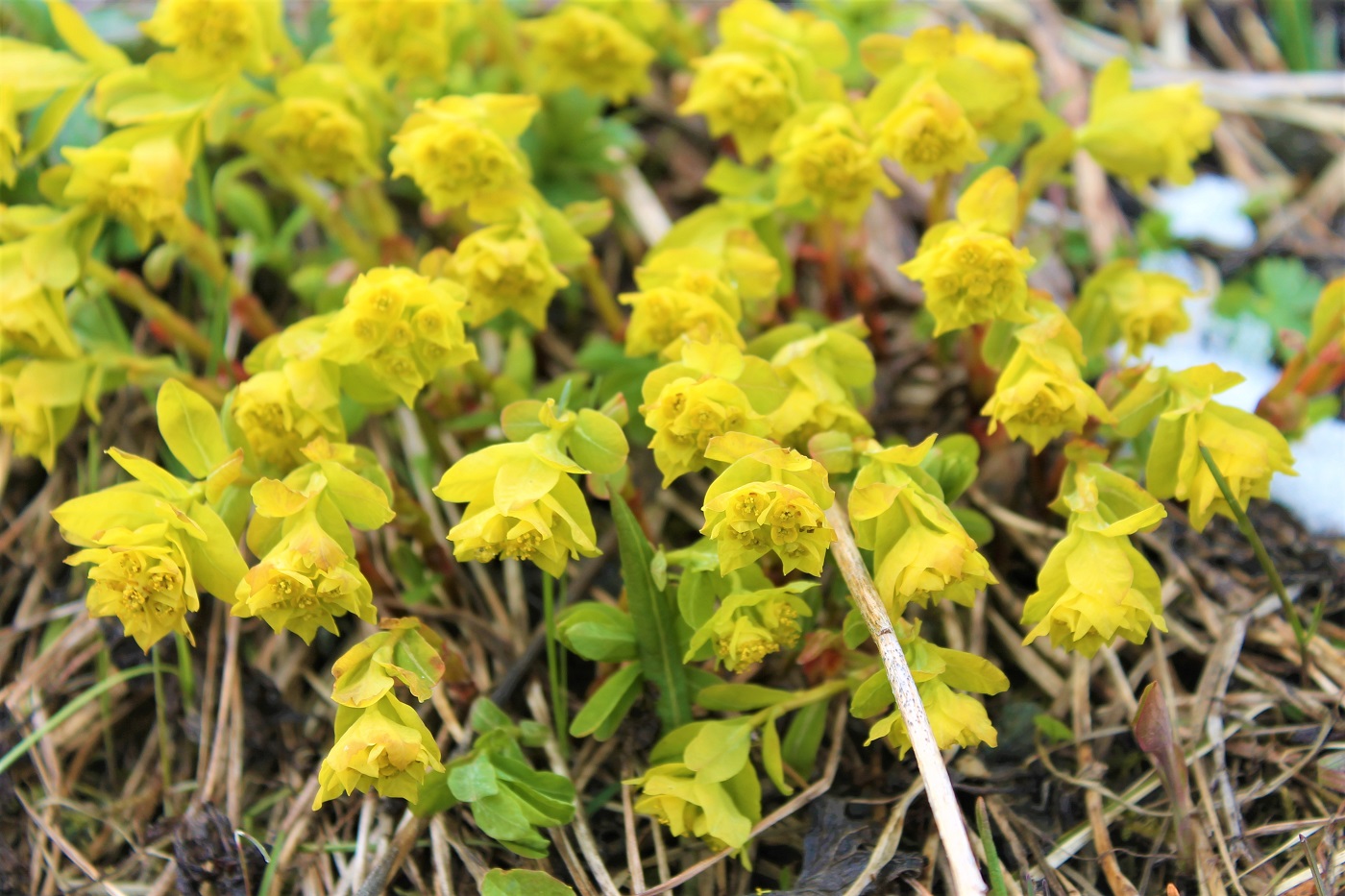 Изображение особи Euphorbia altaica.