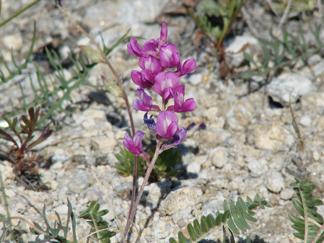 Изображение особи Oxytropis coerulea.