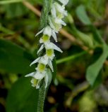 Spiranthes spiralis