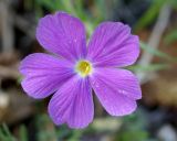 Phlox sibirica