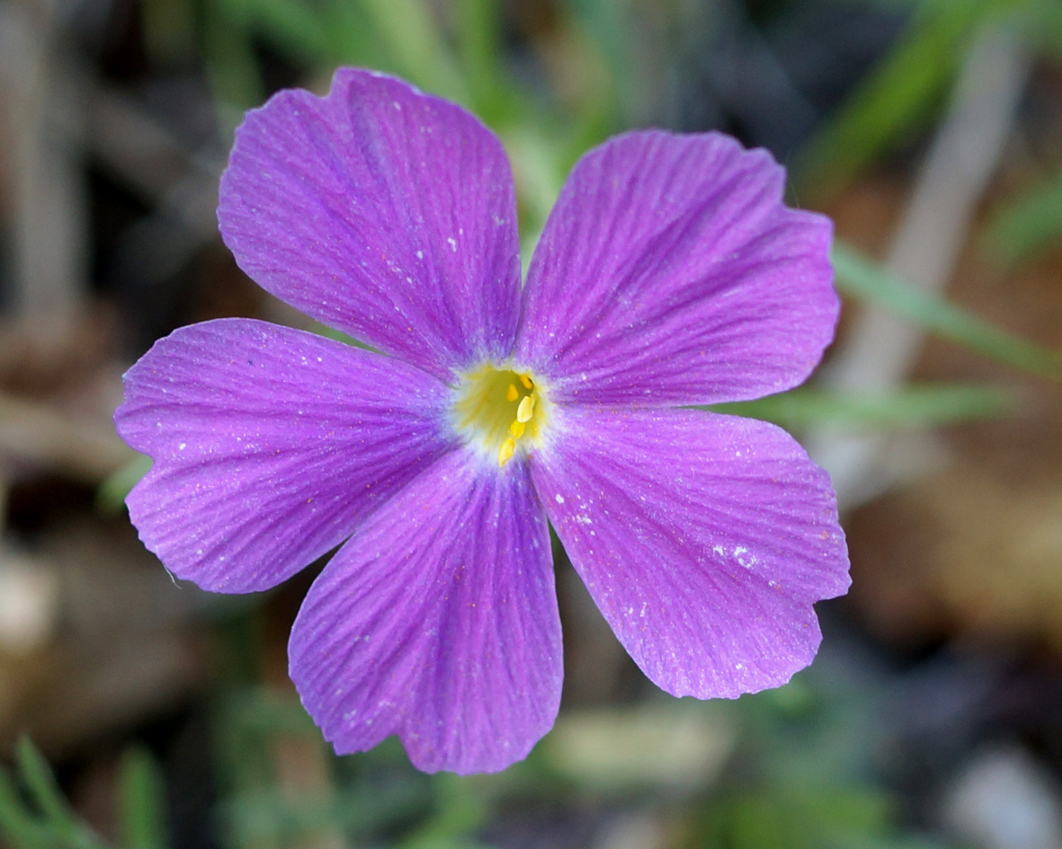 Image of Phlox sibirica specimen.