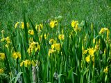 Iris pseudacorus. Верхушки цветущих растений. Курильские о-ва, о-в Кунашир, окр. дачного пос. Третьяково, сырой разнотравный луг. 9 июля 2017 г.
