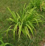 Hemerocallis fulva