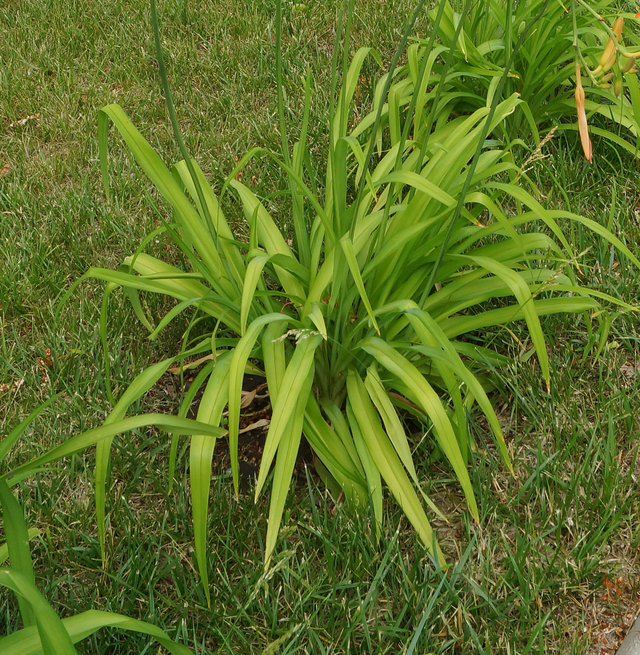 Image of Hemerocallis fulva specimen.