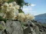 Sorbaria sorbifolia. Часть общего соцветия. Магаданская обл., окр. г. Магадан, побережье бухты Нагаева, крутой приморский склон со скальными выходами. 06.08.2016.