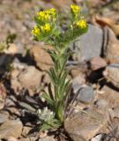 Image of taxon representative. Author is Роланд Цандекидис