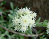 Antennaria dioica