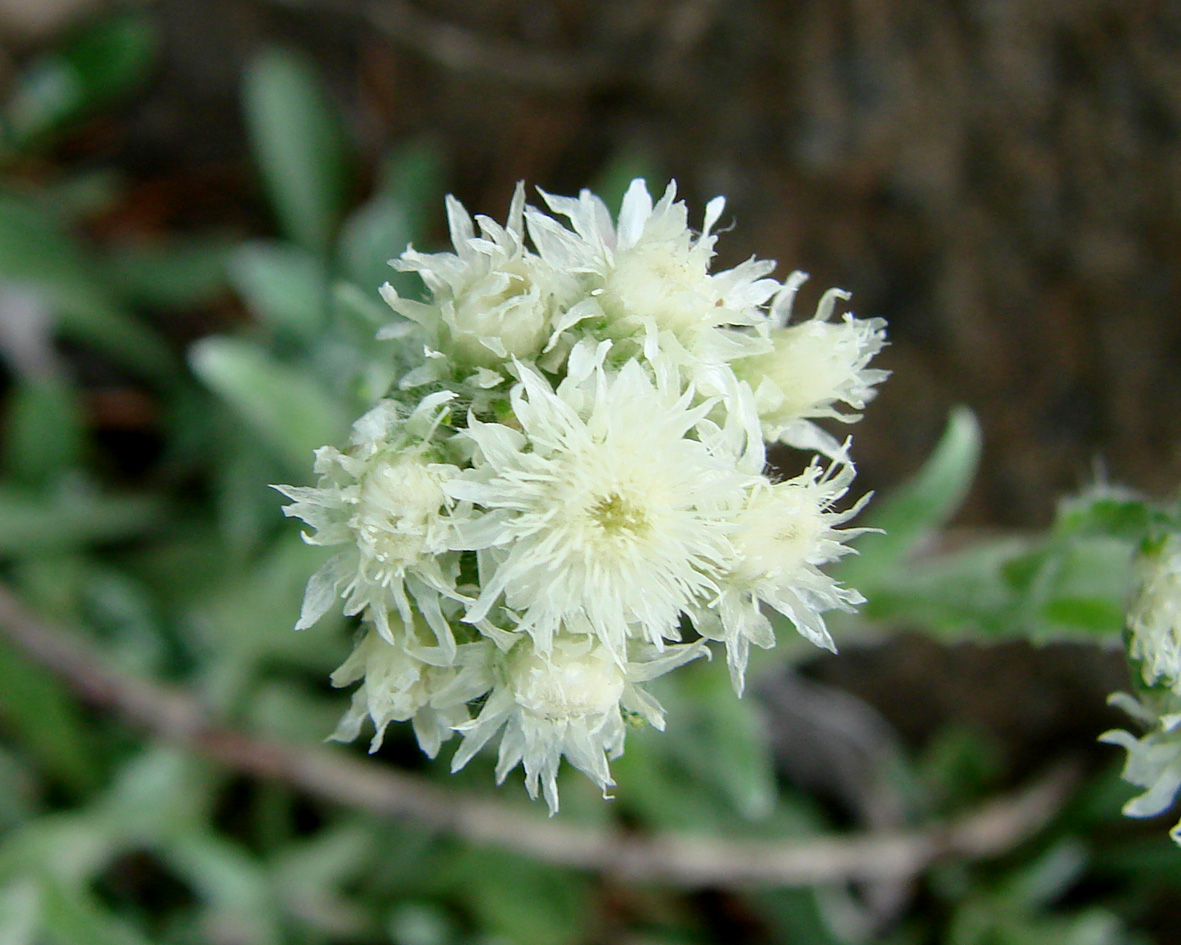 Изображение особи Antennaria dioica.