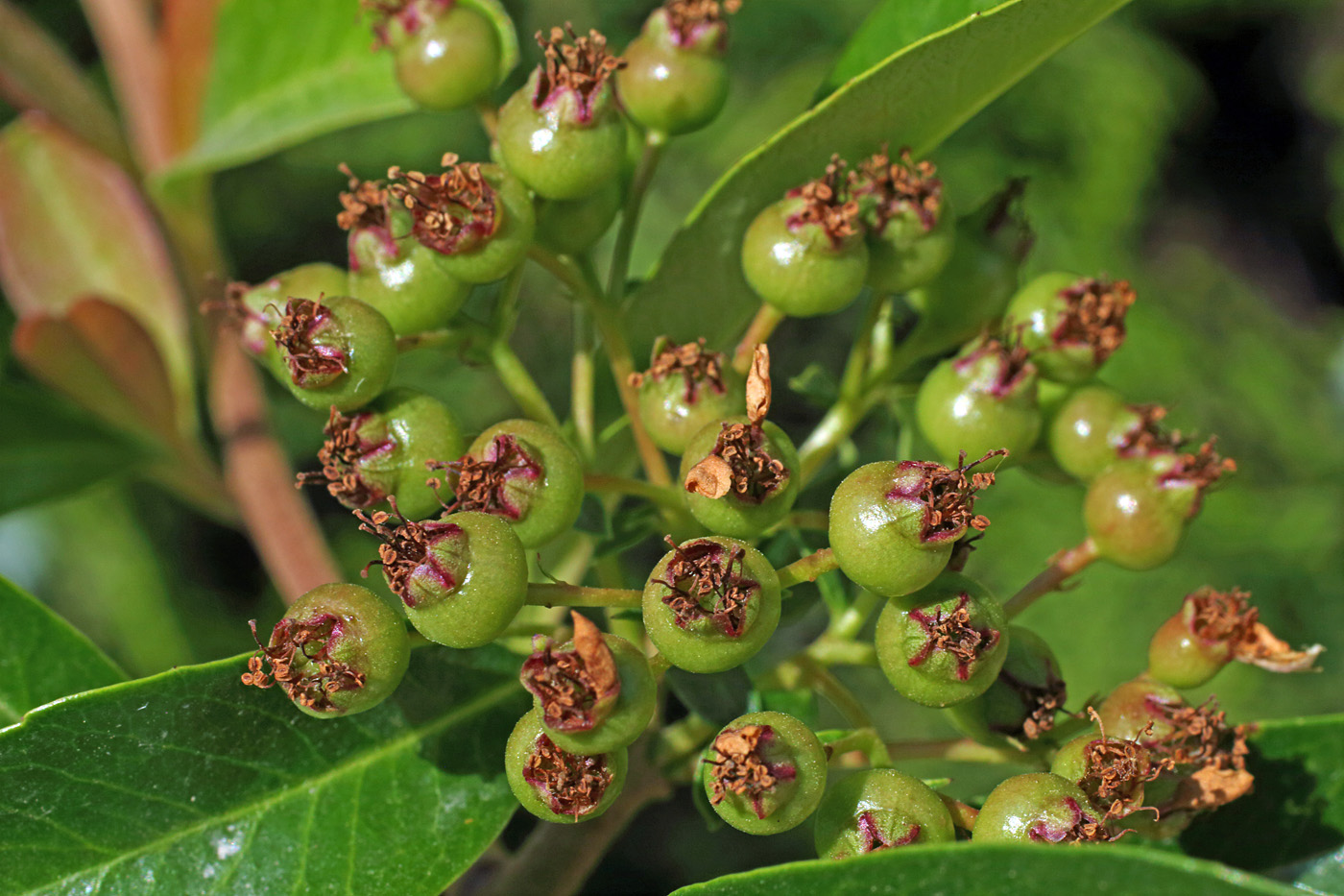 Image of Pyracantha koidzumii specimen.