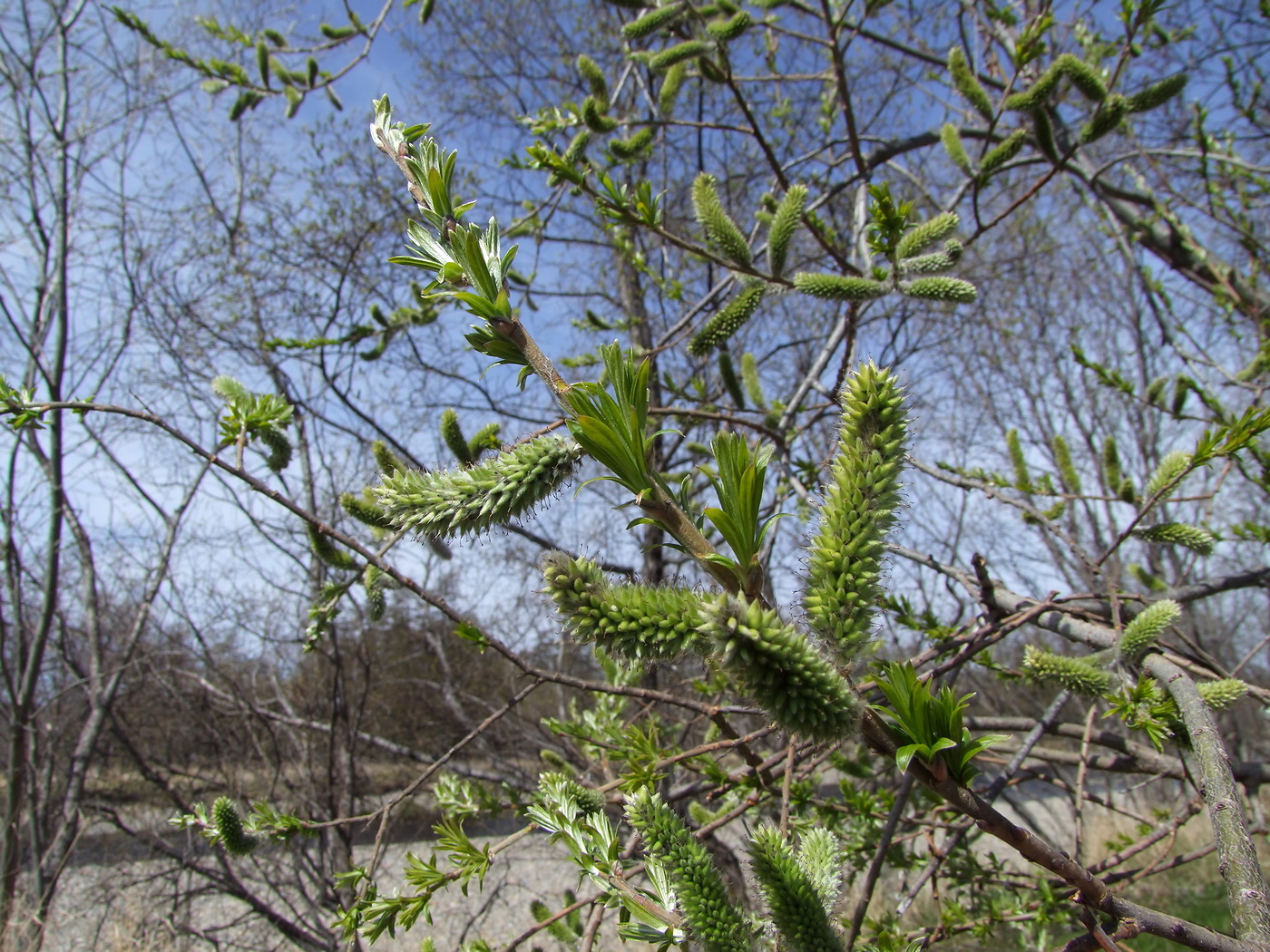 Image of Salix schwerinii specimen.