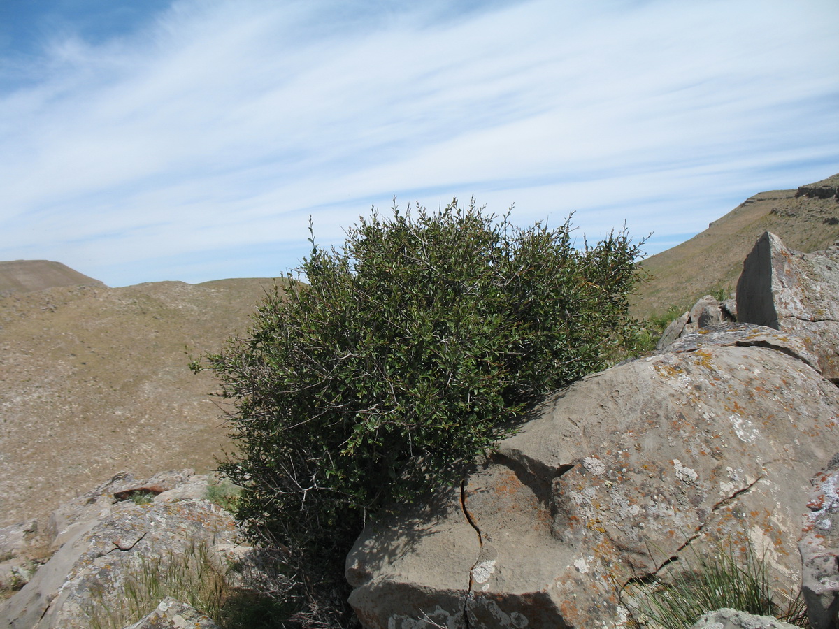 Image of Rhamnus songorica specimen.